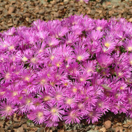 Delosperma cooperi Table Mountain (graines multi-enrobées)