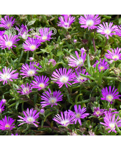 Delosperma floribundum Stardust (graines multi-enrobées)