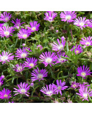 Delosperma cooperi Table Mountain (graines multi-enrobées)