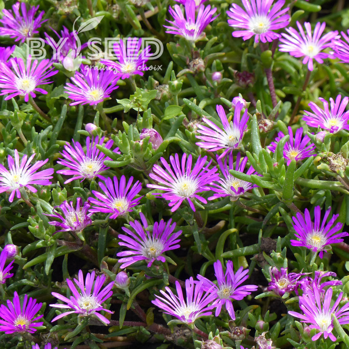 Delosperma floribundum Stardust (graines multi-enrobées)