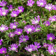 Delosperma floribundum Stardust (graines multi-enrobées)