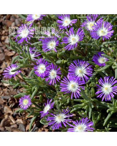 Delosperma floribundum Stardust (graines multi-enrobées)