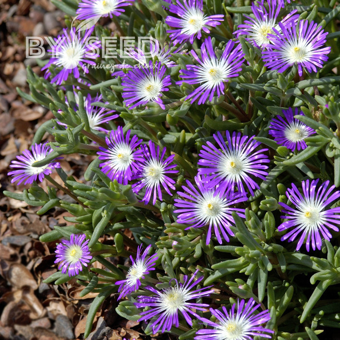 Delosperma floribundum Stardust (graines multi-enrobées)