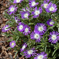 Delosperma floribundum Stardust (graines multi-enrobées)