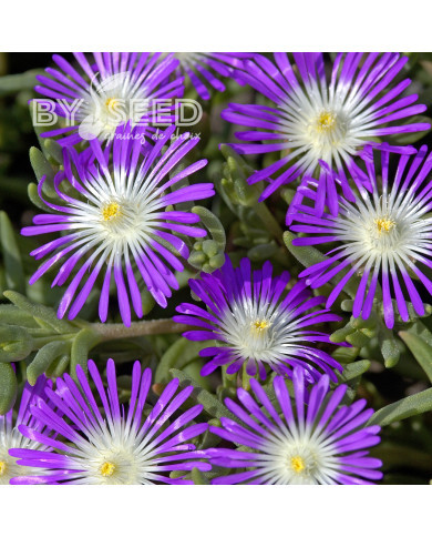 Delosperma floribundum Stardust (graines multi-enrobées)