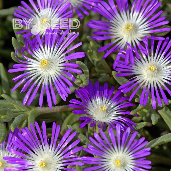 Delosperma floribundum Stardust (graines multi-enrobées)