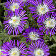 Delosperma floribundum Stardust (graines multi-enrobées)