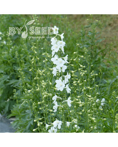 Delphinium belladonna Casablanca
