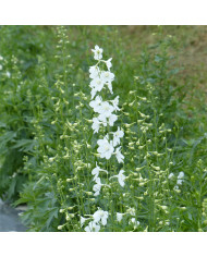 Delosperma floribundum Stardust (graines multi-enrobées)