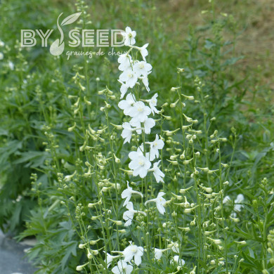 Delphinium belladonna Casablanca