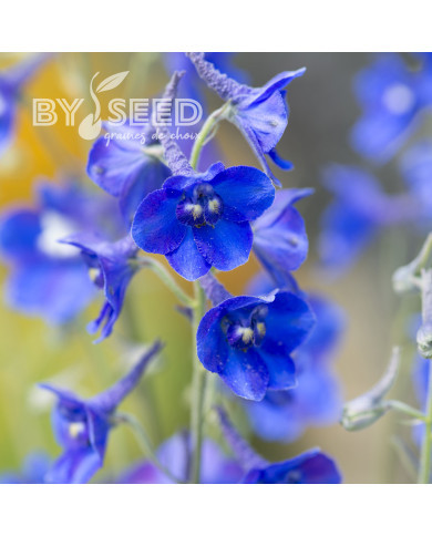 Delphinium belladonna Volkerfrieden Oriental Blue