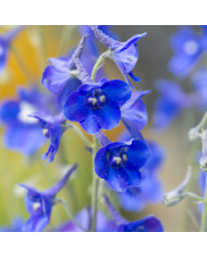Delphinium Magic Fountains Mix