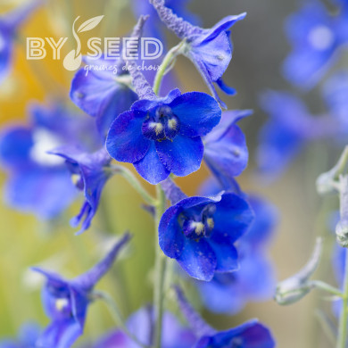 Delphinium belladonna Volkerfrieden Oriental Blue
