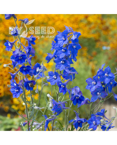 Delphinium belladonna Volkerfrieden Oriental Blue