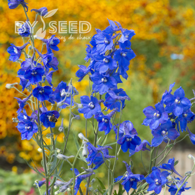 Delphinium belladonna Volkerfrieden Oriental Blue