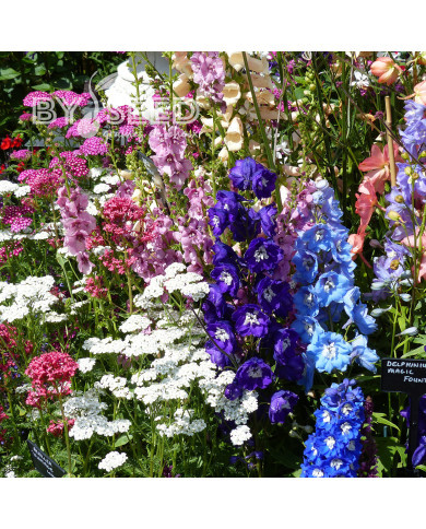 Delphinium Magic Fountains Mix
