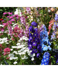 Delphinium Pacific Giants Round Table Formula Mix