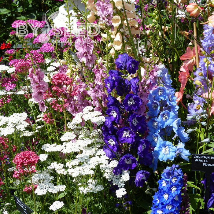 Delphinium Magic Fountains Mix
