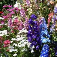Delphinium Magic Fountains Mix