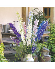 Delphinium Magic Fountains Mix