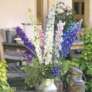 Delphinium Pacific Giants Round Table Formula Mix