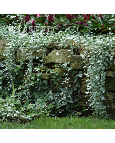 Dichondra Silver Falls