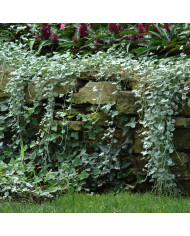 Delphinium Pacific Giants Round Table Formula Mix
