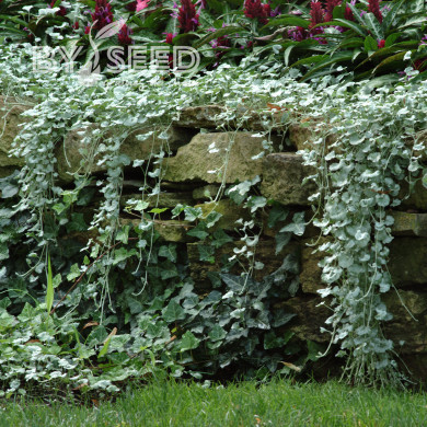 Dichondra Silver Falls