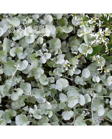 Dichondra Silver Falls