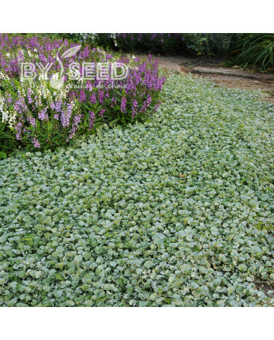 Dichondra Silver Falls