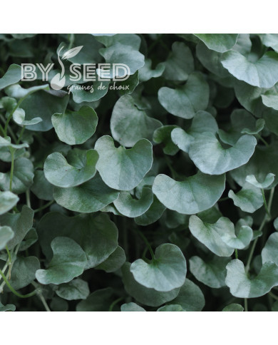 Dichondra Silver Falls