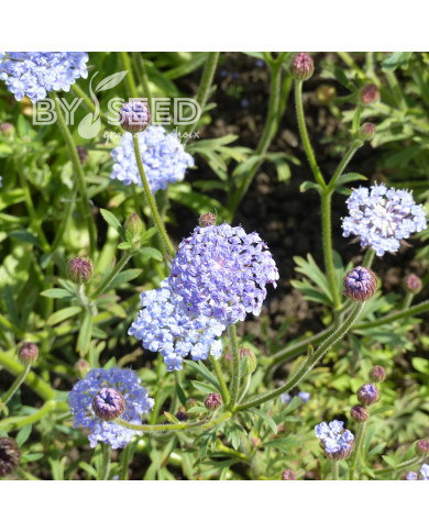 Didiscus (Trachymène) Lace Blue