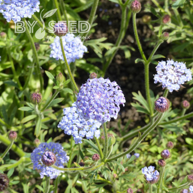 Didiscus (Trachymène) Lace Blue