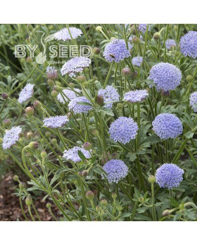 Didiscus (Trachymène) Lace Blue