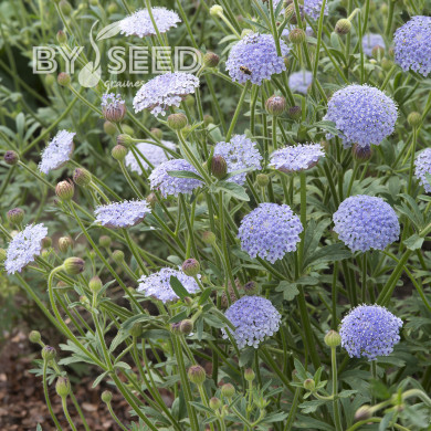 Didiscus (Trachymène) Lace Blue