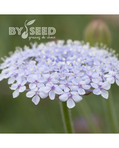 Didiscus (Trachymène) Lace Blue
