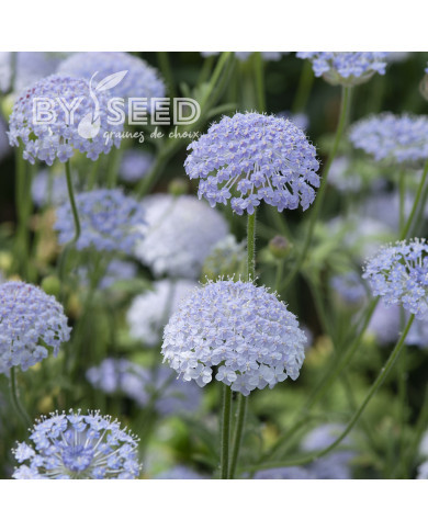 Didiscus (Trachymène) Lace Blue
