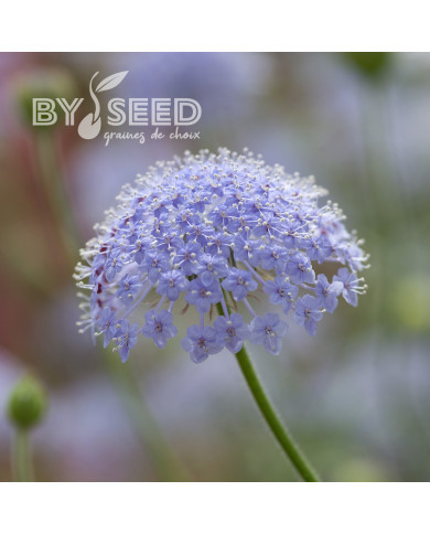 Didiscus (Trachymène) Lace Blue