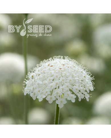 Didiscus (Trachymène) Lace White