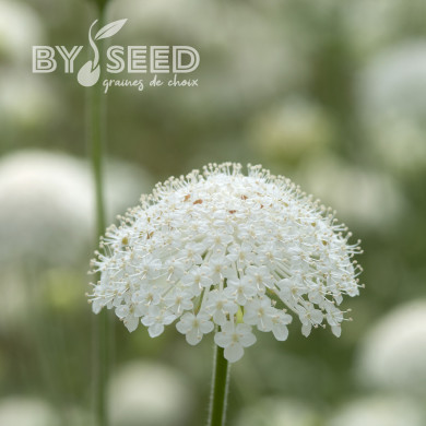 Didiscus (Trachymène) Lace White