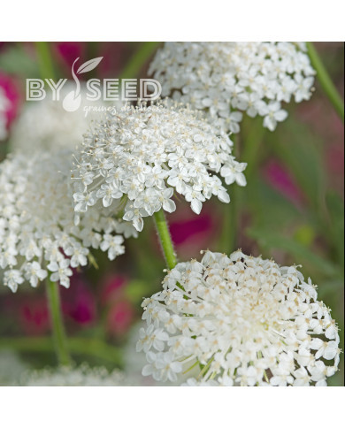 Didiscus (Trachymène) Lace White