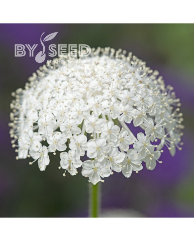 Didiscus (Trachymène) Lace White