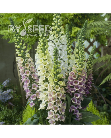 Digitale Candy Mountain Mix