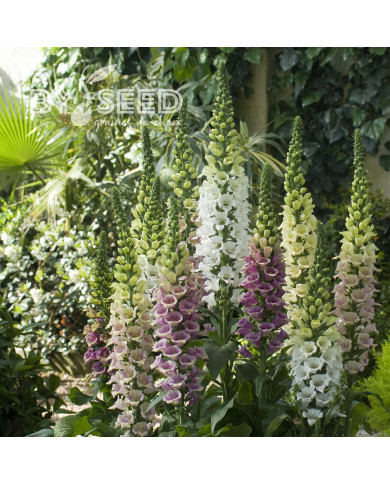 Digitale Candy Mountain Mix