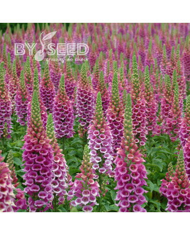 Digitale Candy Mountain Rose