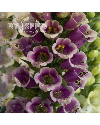 Digitale Candy Mountain Rose