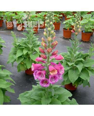 Digitale Candy Mountain Rose