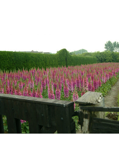 Digitale Candy Mountain Rose