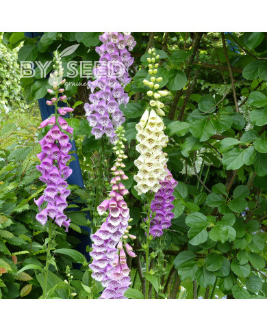 Digitale purpurea Excelsior Mix