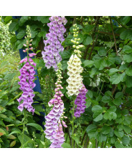 Digitale mertonensis Summer King